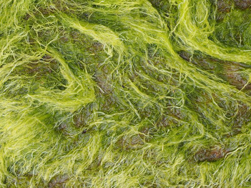 Scarborough, England: beach: seaweed