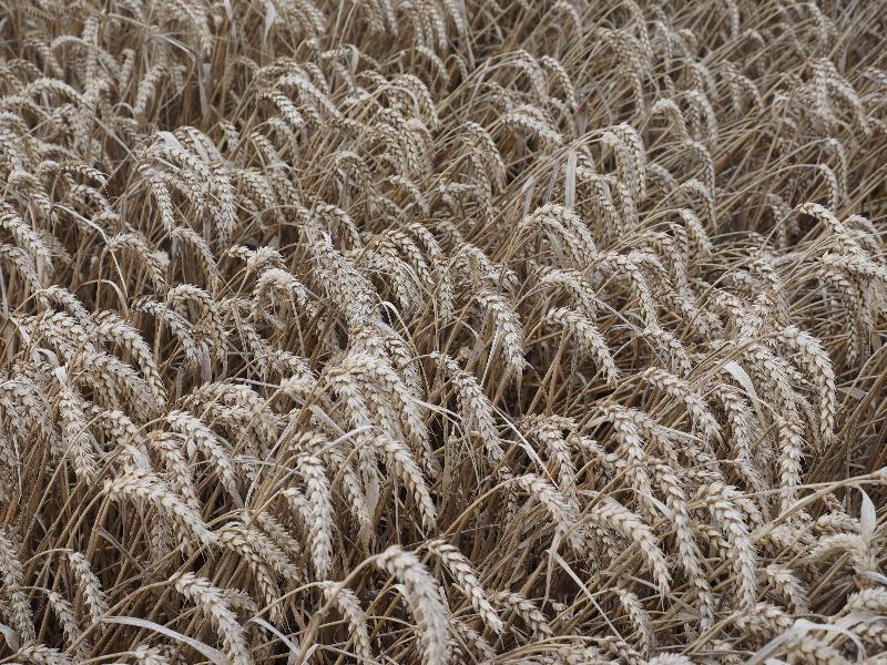 near Scarborough, England: Cleveland Way: wheat