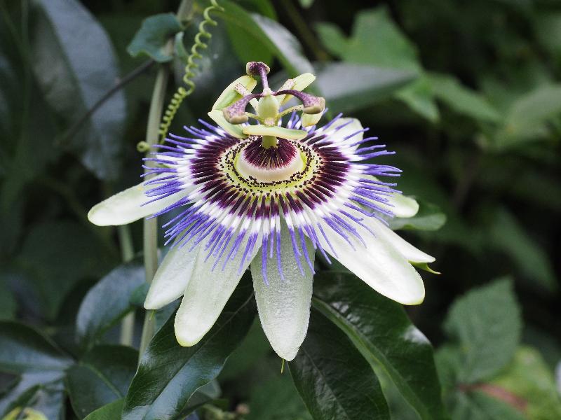 Cambridge, England: Roseford Road: Passion Flower (Passiflora)