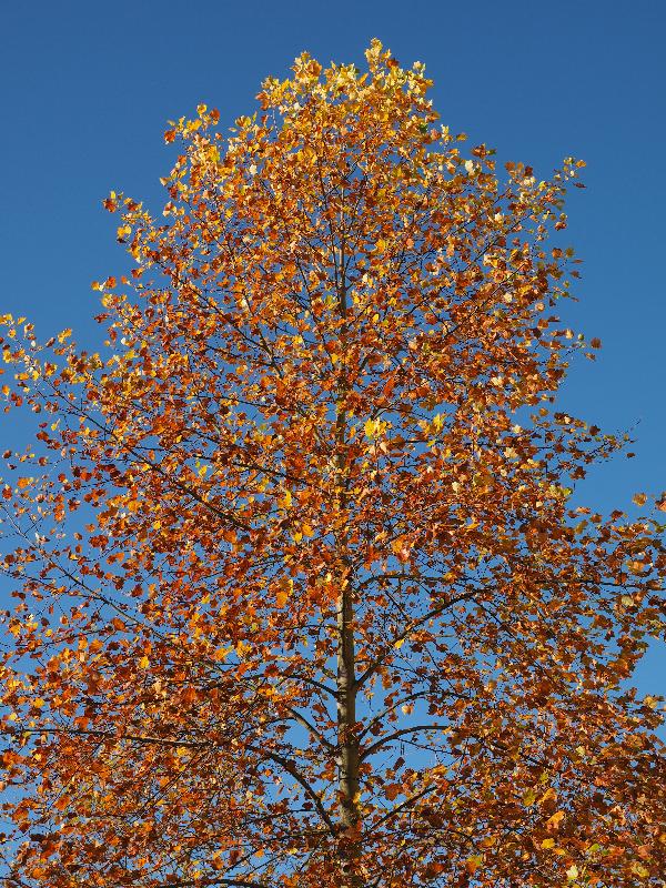 Cambridge, England: Judge Institute: autumn colours