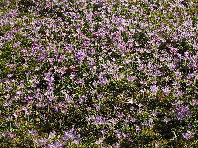 Cambridge, England: Trinity College: purple crocuses