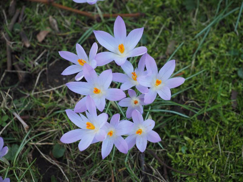 Cambridge, England: Trinity College: purple crocuses