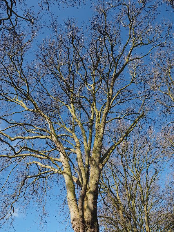 Cambridge, England: Alexandra Gardens: London Plane tree (Platanus) branches