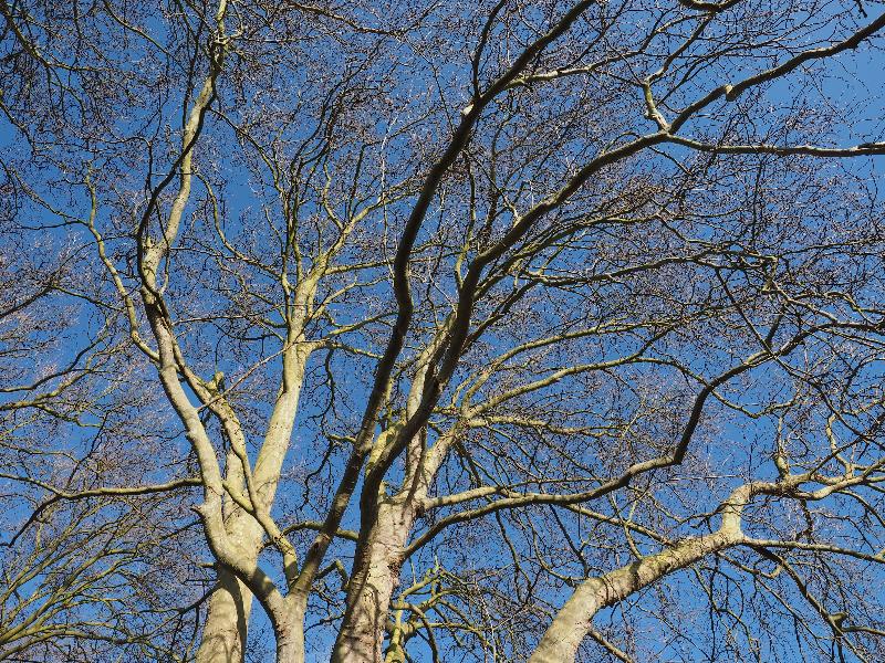 Cambridge, England: Alexandra Gardens: London Plane tree (Platanus) branches