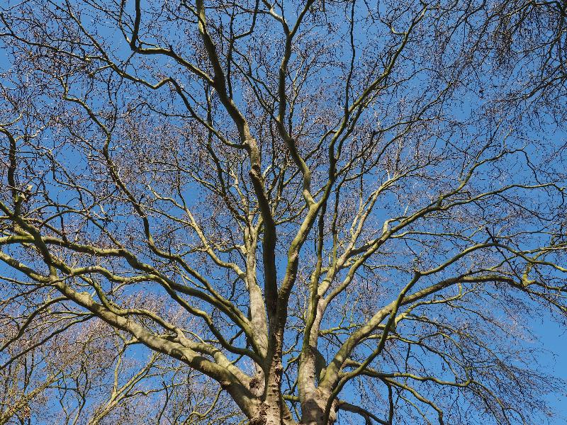 Cambridge, England: Alexandra Gardens: London Plane tree (Platanus) branches