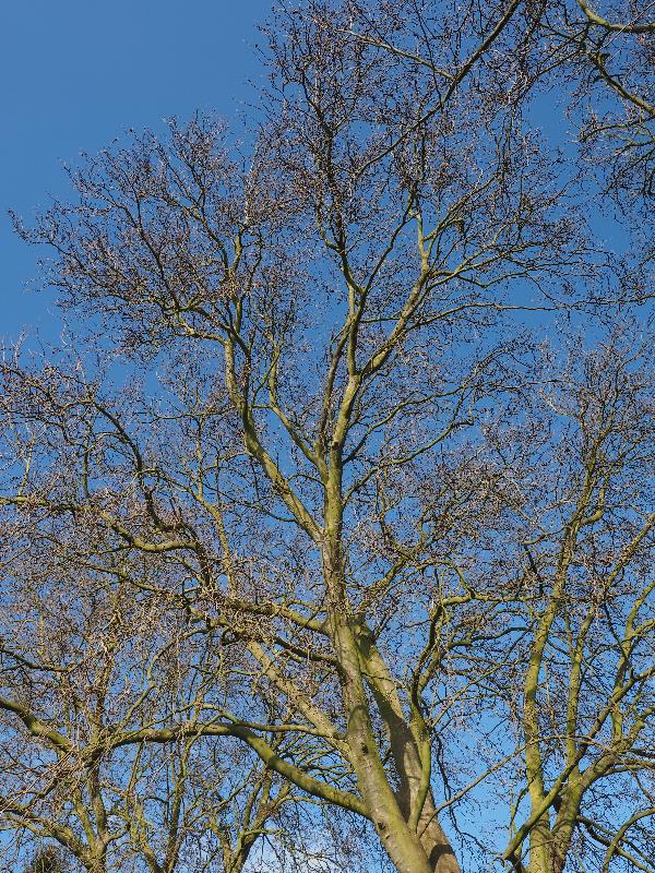 Cambridge, England: Alexandra Gardens: London Plane tree (Platanus) branches