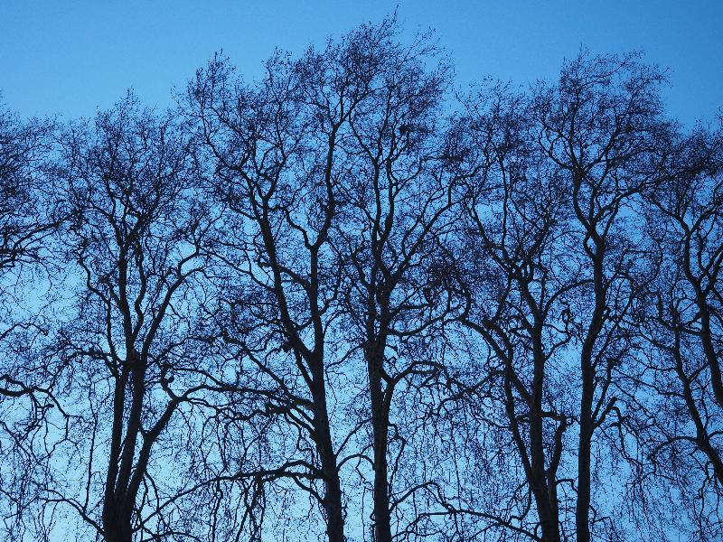 Cambridge, England: Alexandra Gardens: London Plane trees (Platanus) at dusk