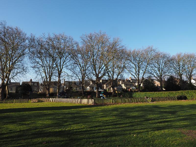 Cambridge, England: Alexandra Gardens: London Plane trees (Platanus) (several of them severely pruned a week or two later by the Labour City Council)