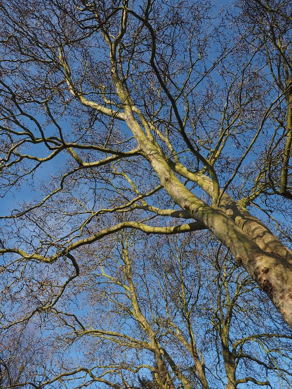 Cambridge, England: Alexandra Gardens: London Plane tree (Platanus) branches