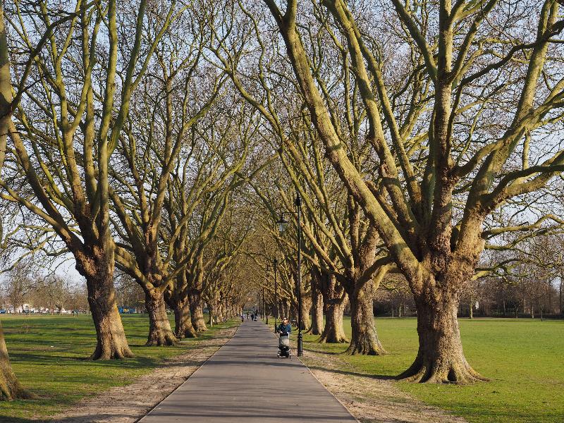 Cambridge, England: Jesus Green: Plane trees (Platanus) in Spring sunshine