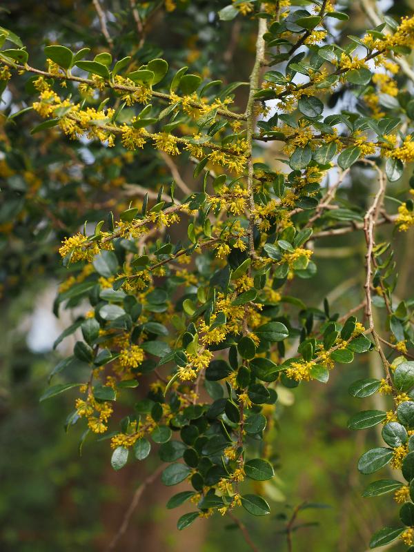Cambridge, England: Roseford Road: Azara flowers