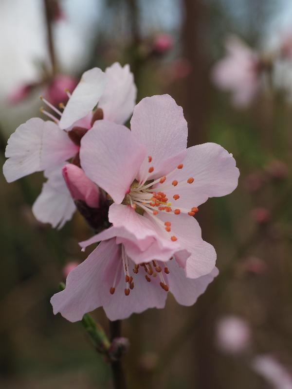 Cambridge, England: Roseford Road: almond tree flowers