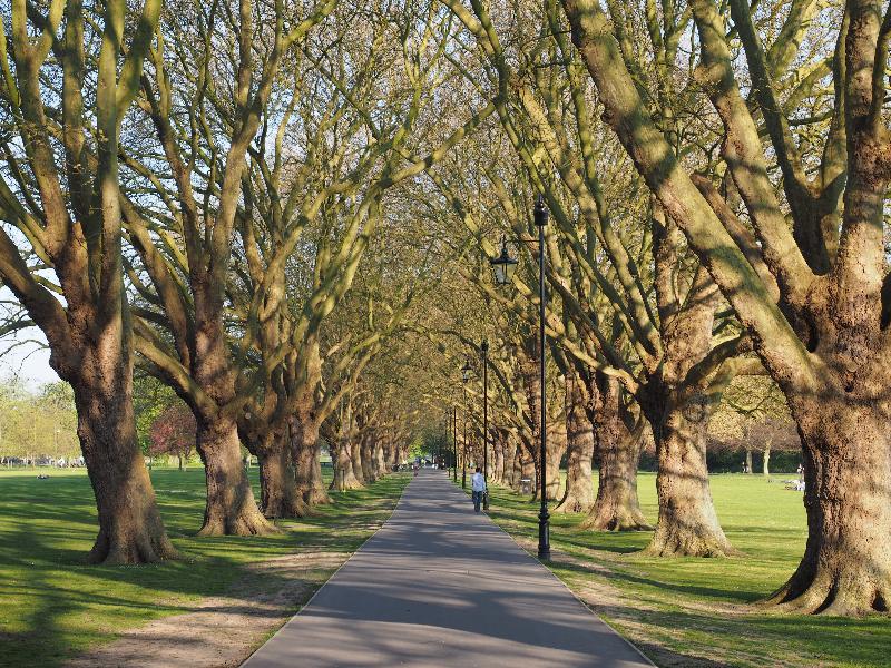 Cambridge, England: Jesus Green: Plane trees (Platanus) in Spring sunshine