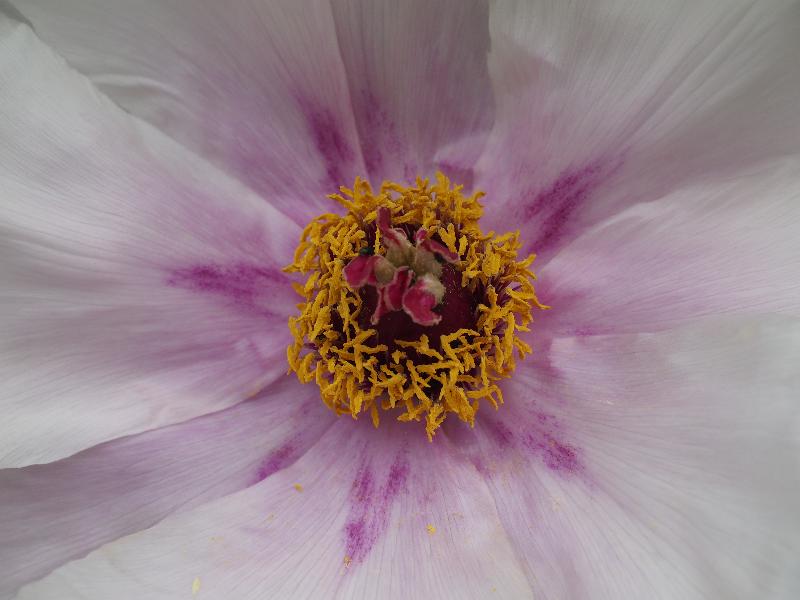 Cambridge, England: St Catharine's College: Peony detail
