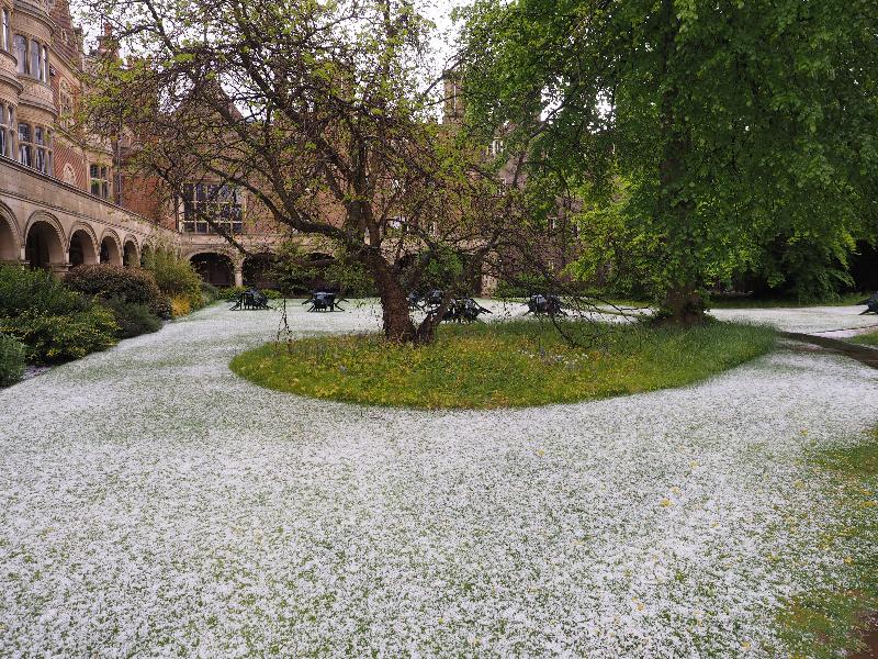 Cambridge, England: Sidney Sussex College: Cloister Court, hail on lawn