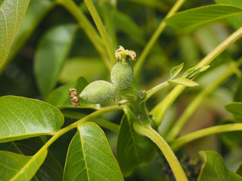 Cambridge, England: Roseford Road: baby walnuts