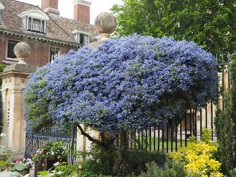 Cambridge, England: St Catharine's College: Ceanothus