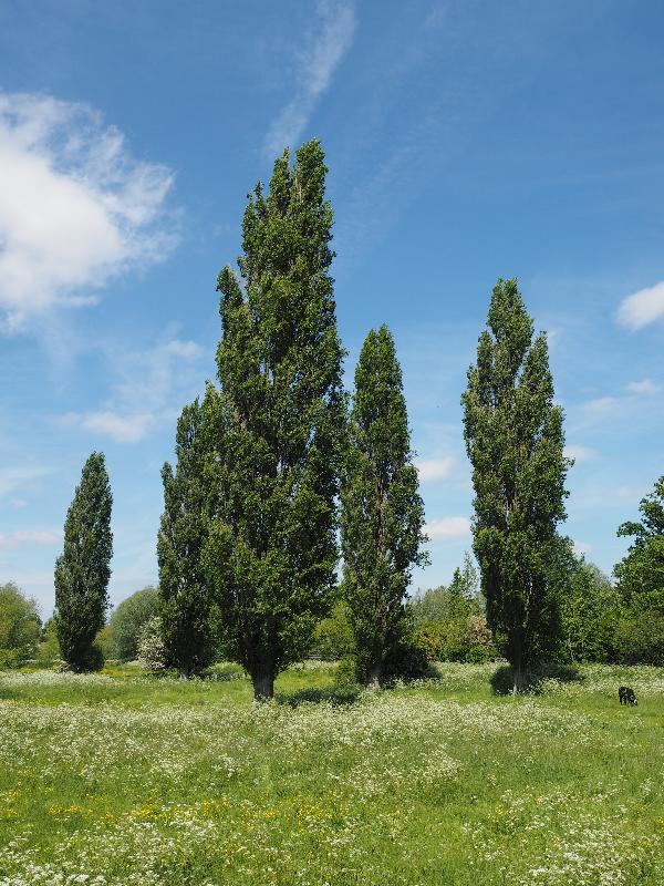 Cambridge, England: Sheep's Green (Coe Fen): view, late spring