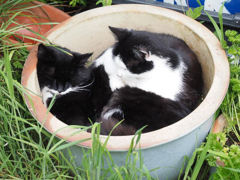 Cambridge, England: Roseford Road: Piper and Saltie sleeping in plant pot