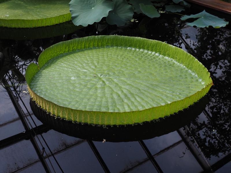 Cambridge, England: Botanic Garden: large water lily pad