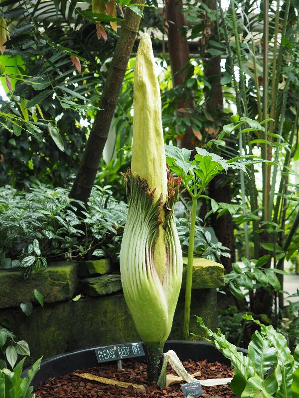 Cambridge, England: Botanic Garden: Titan Arum (Amorphophallus titanum) getting ready to flower