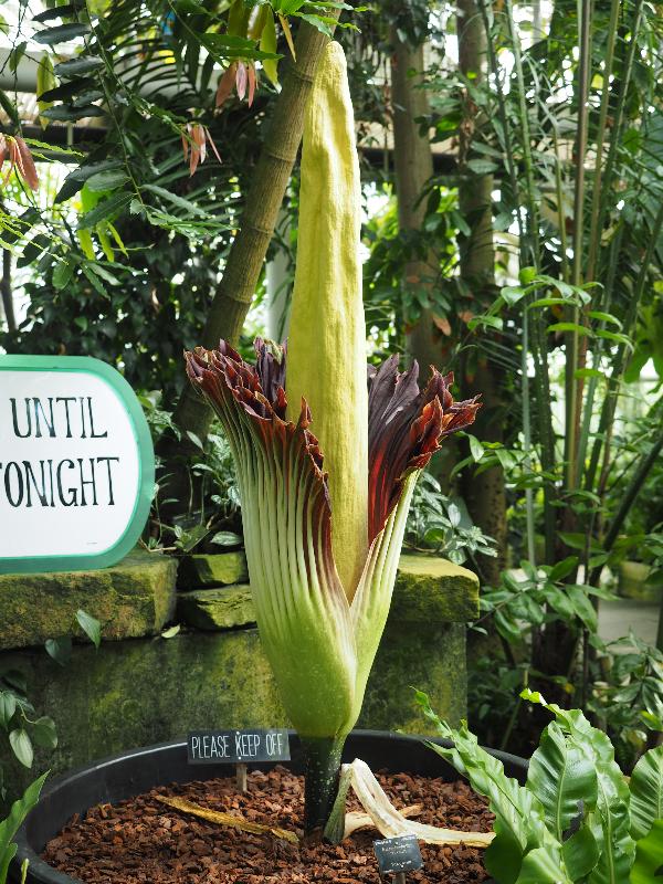 Cambridge, England: Botanic Garden: Titan Arum (Amorphophallus titanum) opening
