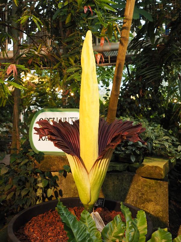 Cambridge, England: Botanic Garden: Titan Arum (Amorphophallus titanum) open