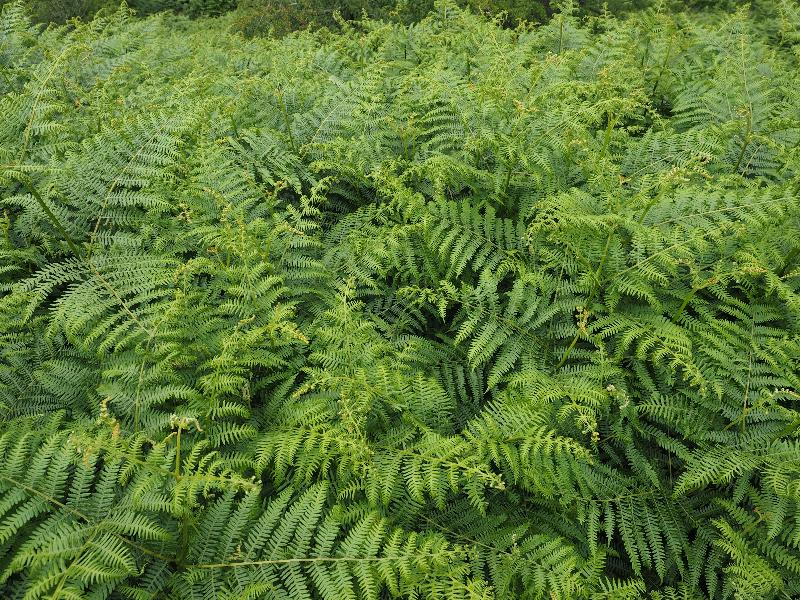 Buxton, England: near Errwood Reservoir: ferns