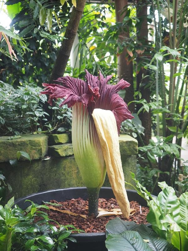 Cambridge, England: Botanic Garden: Titan Arum (Amorphophallus titanum) after flowering