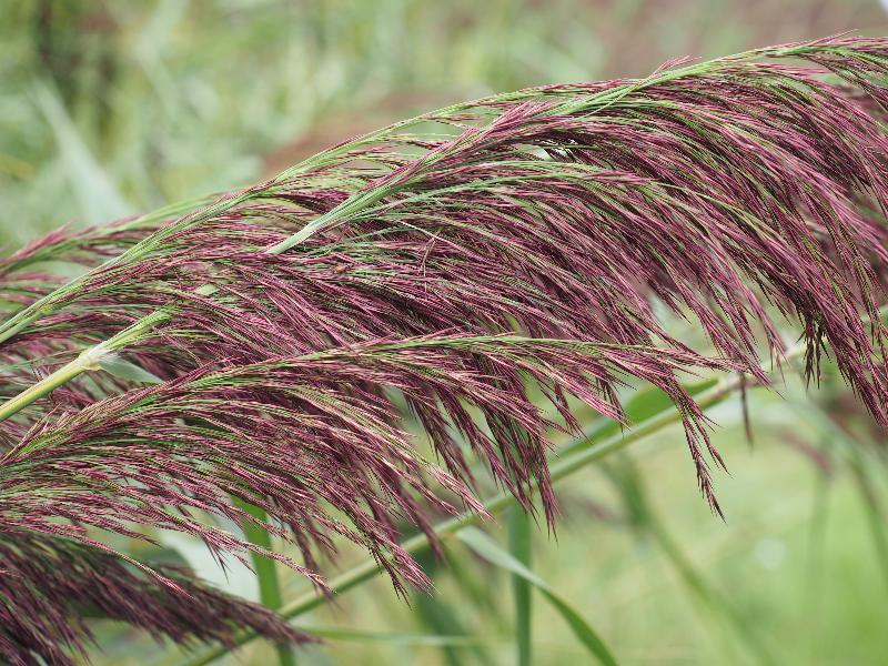 Wicken, England: Wicken Fen: purple grass