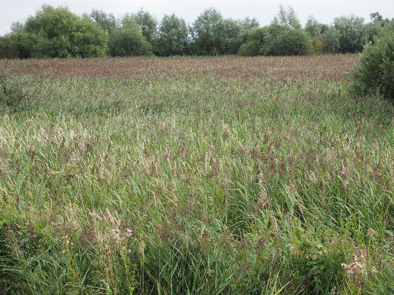 Wicken, England: Wicken Fen: view over grasses