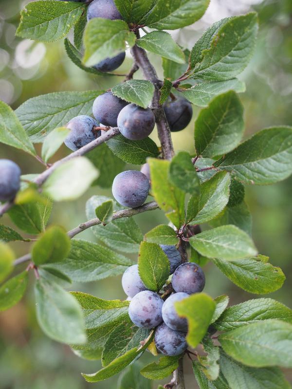 Wicken, England: Wicken Fen: Blackthorn (Prunus spinosa)