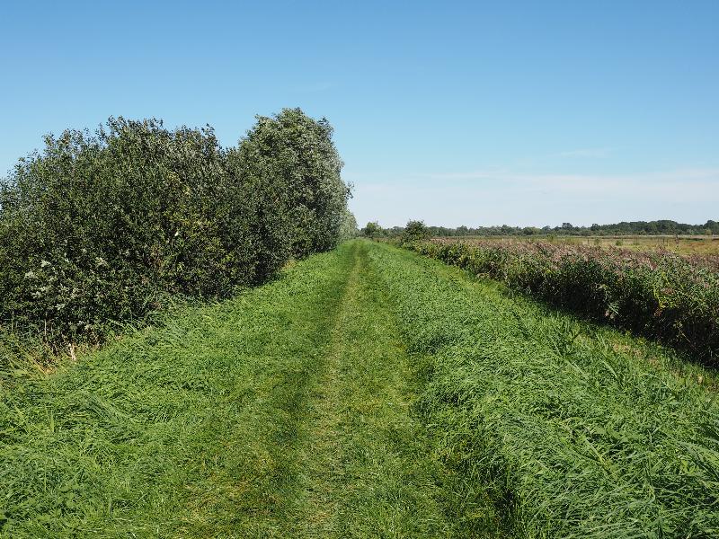 Wicken, England: Wicken Fen: footpath