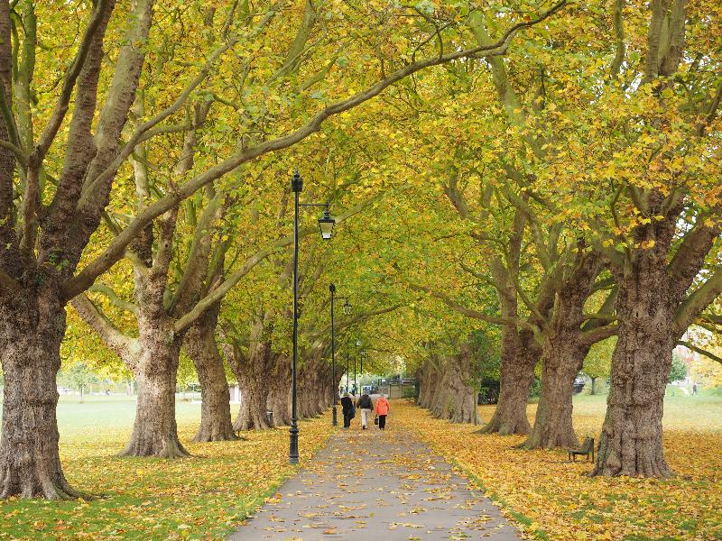Cambridge, England: Jesus Green: Plane trees (Platanus), autumn