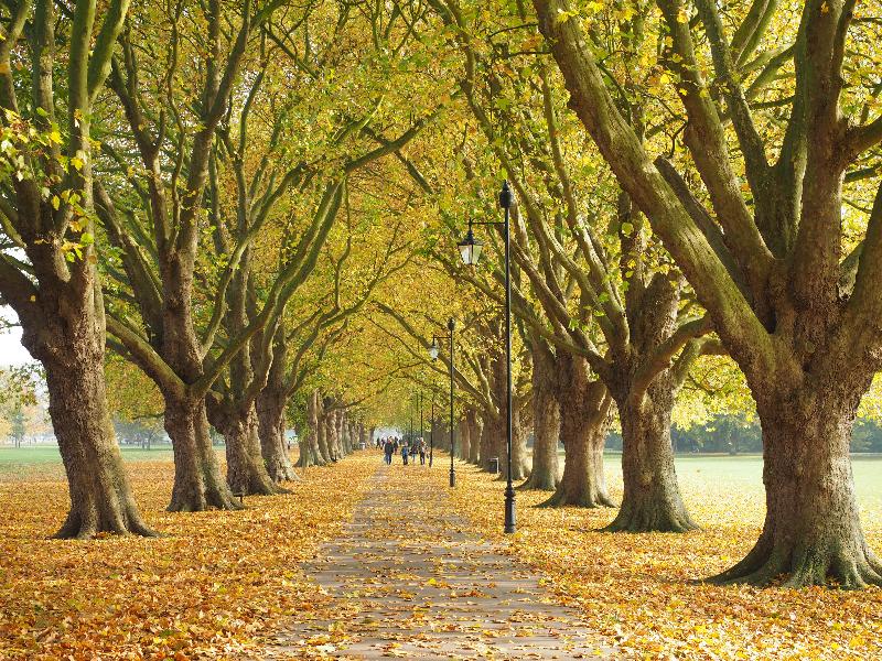 Cambridge, England: Jesus Green: Plane trees (Platanus), autumn