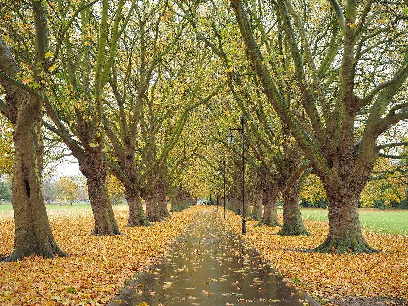 Cambridge, England: Jesus Green: Plane trees (Platanus), autumn