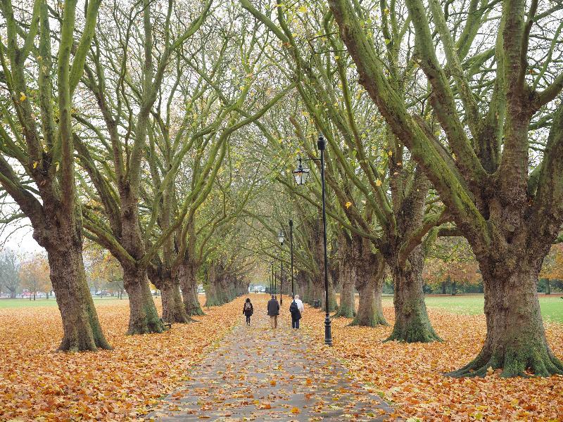 Cambridge, England: Jesus Green: Plane trees (Platanus), autumn