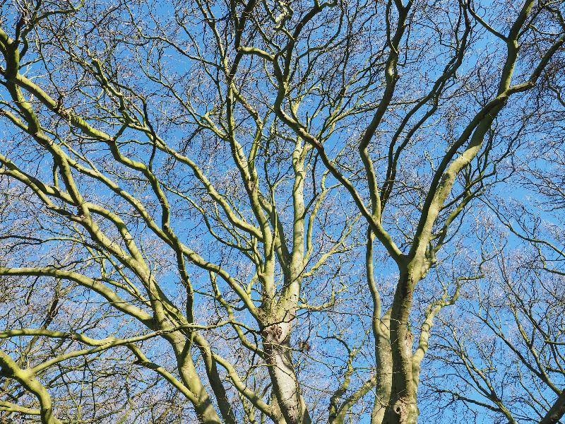 Cambridge, England: Jesus Green: Plane tree (Platanus) branches