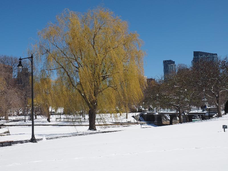 Boston, Massachusetts (MA): Boston Public Garden: snowy scene