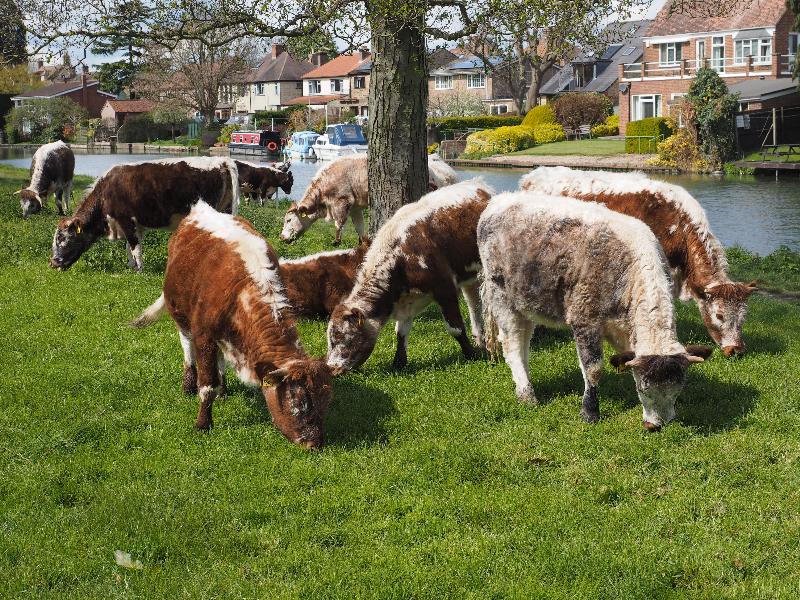 Cambridge, England: Stourbridge Common: cows grazing