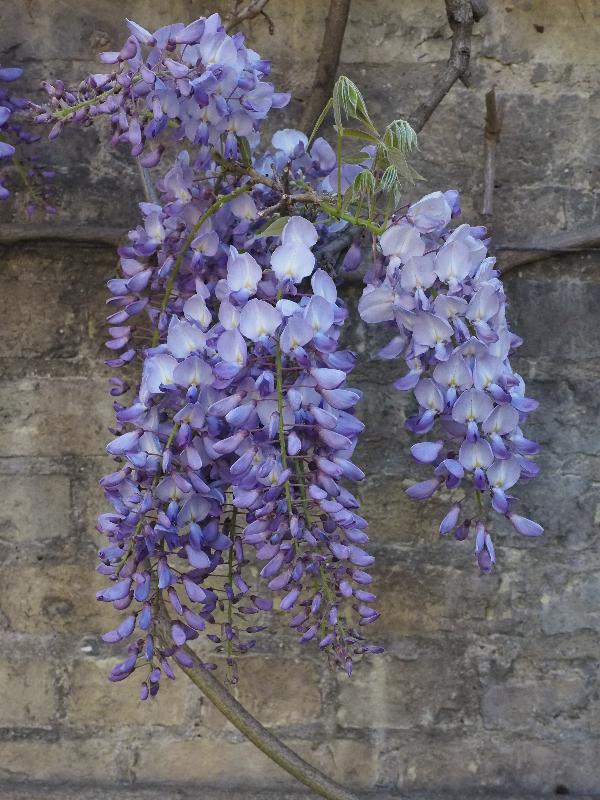 Cambridge, England: Sidney Sussex College: wisteria