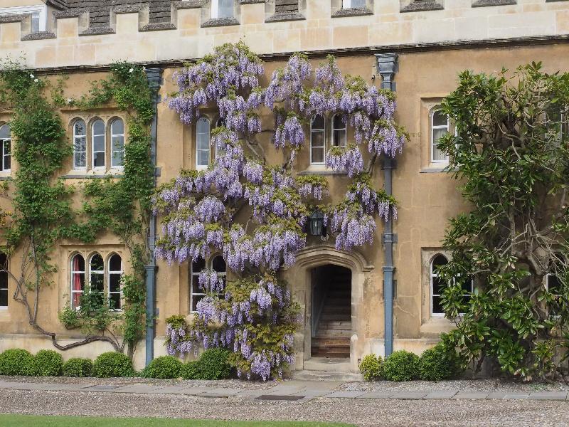 Cambridge, England: Trinity College: wisteria
