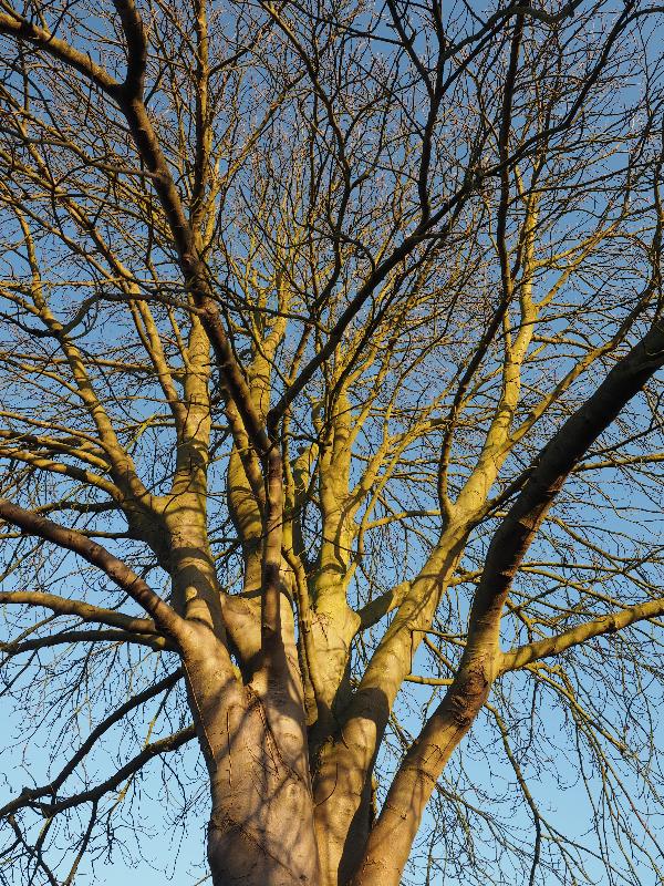Cambridge, England: Histon Road: Horse Chestnut, branches