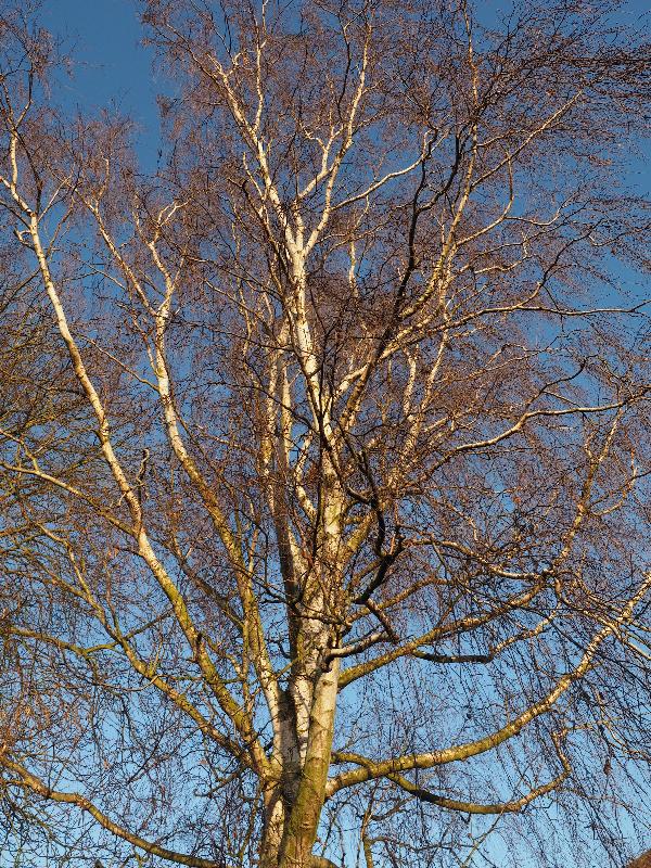 Cambridge, England: Histon Road: Birch tree, branches