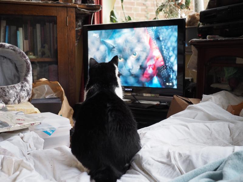 Cambridge, England: Roseford Road: Saltie watching a cat on TV