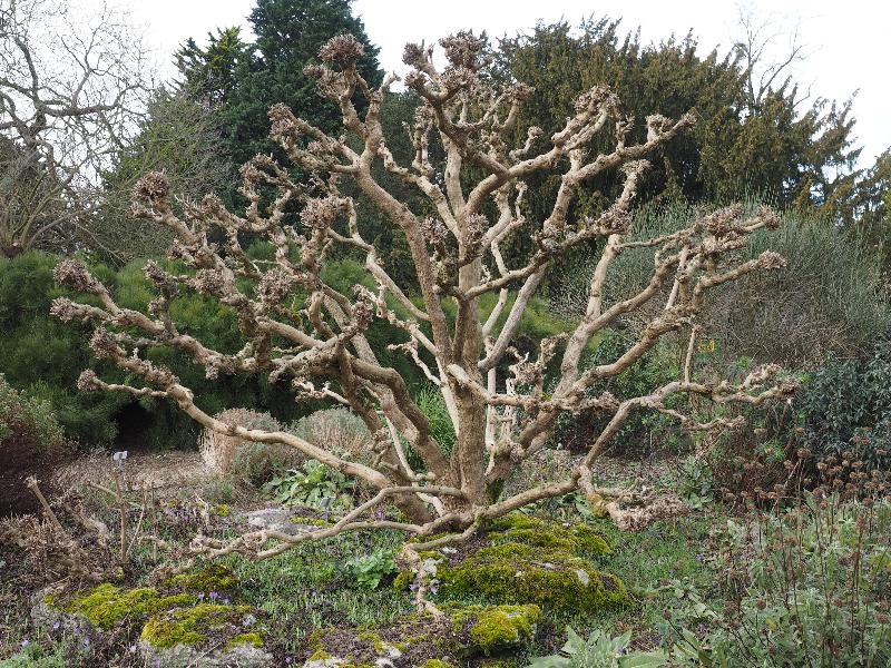 Cambridge, England: Botanic Garden: heavily pruned Chinese chastetree (Vitex negundo var. heterophylla)