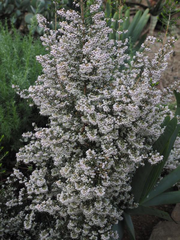 Cambridge, England: Botanic Garden: Erica canaliculata