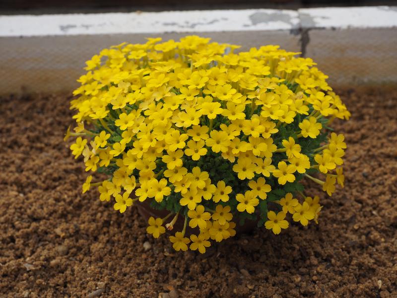 Cambridge, England: Botanic Garden: Dionysia aretioides