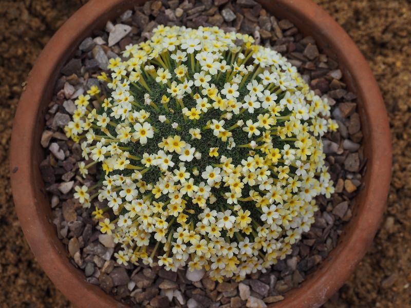 Cambridge, England: Botanic Garden: Dionysia curviflora x D. tapetodes