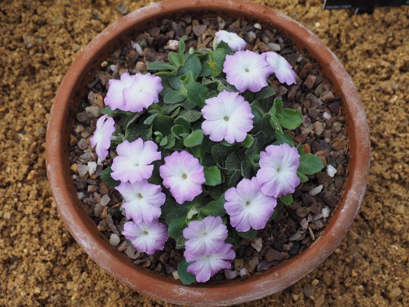 Cambridge, England: Botanic Garden: Primula allionii 'Claude Flight'